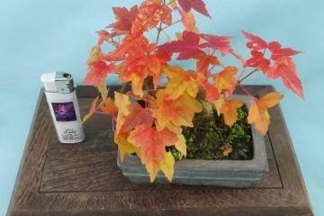 图解 三角枫盆景的上盆全过程 21幅图