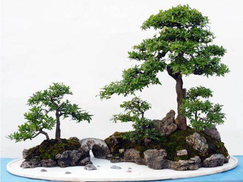 寒冬腊月 如何让盆景植物安稳过冬?