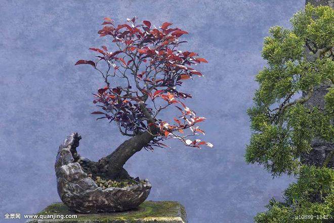 李子盆景浇水需要坚持 不干不浇 浇则浇透的原则