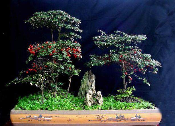 家庭养护金弹子盆景要注意什么?