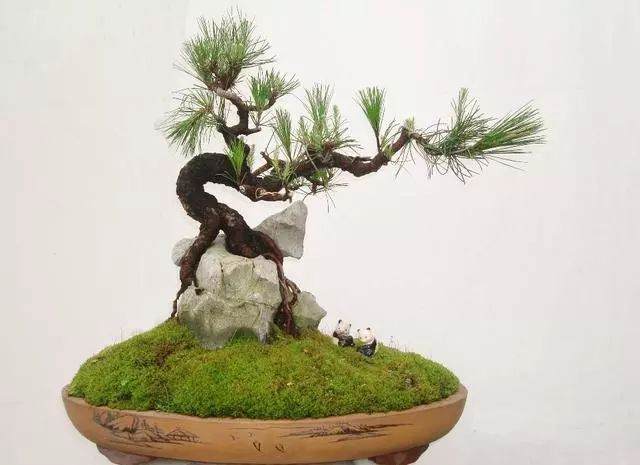 什么是附石式树桩盆景?