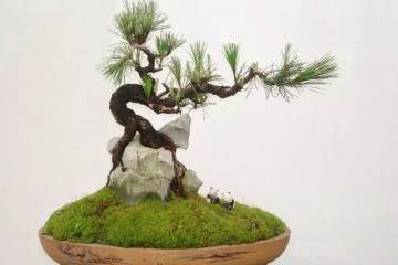 什么是附石式树桩盆景