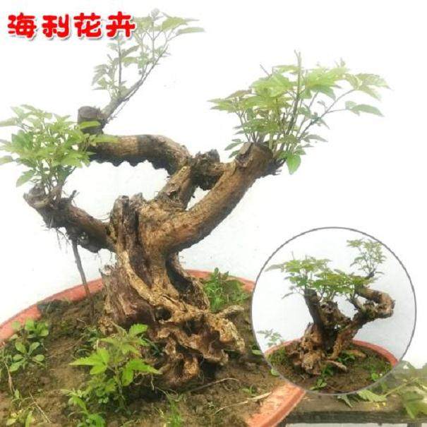 购买的盆景生桩没有叶片 该怎么快速发芽？