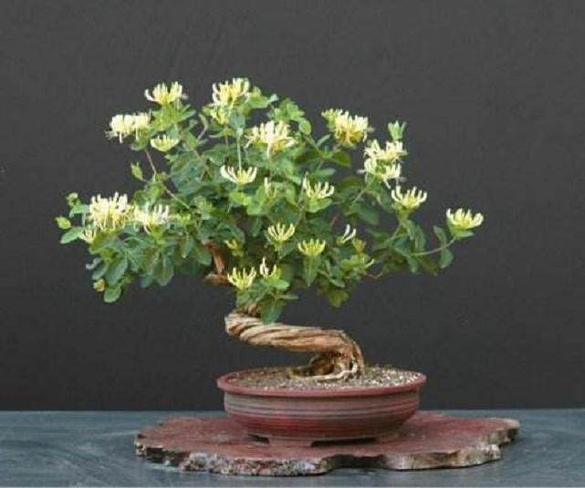 金银花可不止一个品种 做成盆景美翻天！