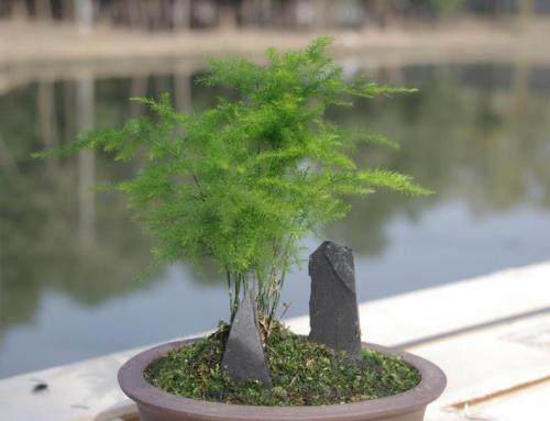 什么样的文竹最适合制作盆景?