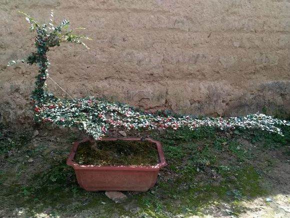 孔雀造型的平枝荀子盆景 制作成铺地蜈蚣