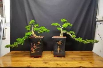 为什么黄杨盆景回芽是盆土差 生根慢造成的