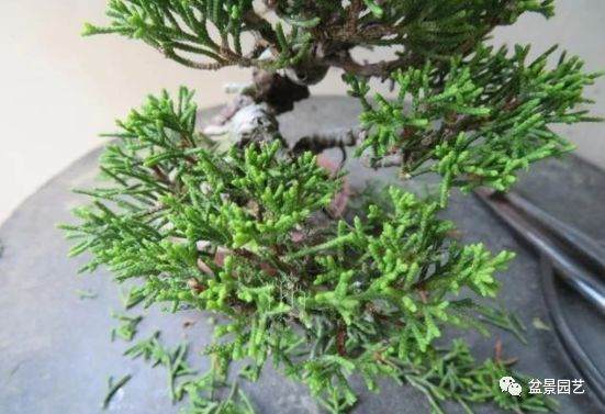 图解 双干微型柏树盆景整型过程