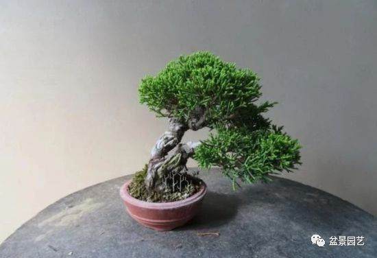 图解 双干微型柏树盆景整型过程