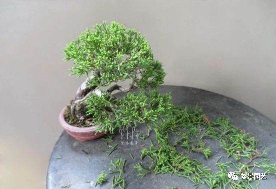 图解 双干微型柏树盆景整型过程