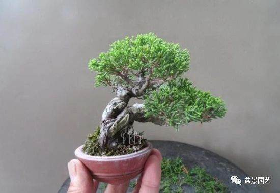 图解 双干微型柏树盆景整型过程