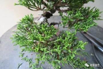 图解 双干微型柏树盆景怎么整型的6个过程