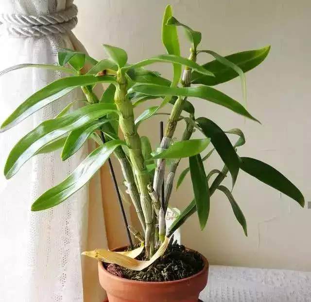 野生石斛盆景的养殖技巧