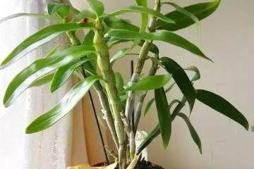 野生石斛盆景怎么养殖的4个技巧