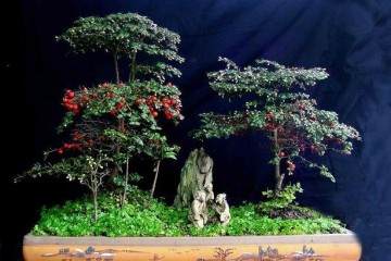 金弹子盆景的价格 为什么不断攀升？