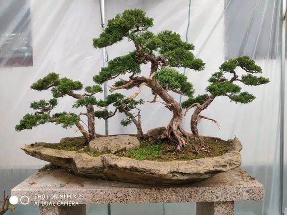 整形2年的真柏盆景 已初步成型 刚把铝丝撤了