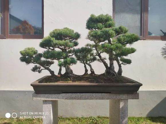 整形2年的真柏盆景 已初步成型 刚把铝丝撤了