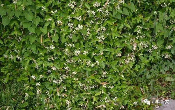 如何制作石壁虎盆景?