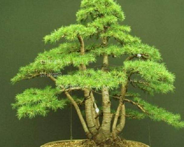 雪松盆景在2-3月份的时候就可以扦插