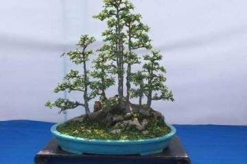 盆景艺术在线论坛注册会员超过三万人