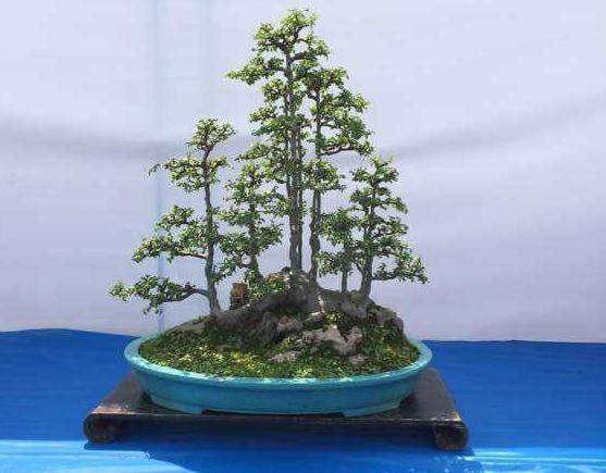 盆景艺术在线论坛注册会员超过三万人