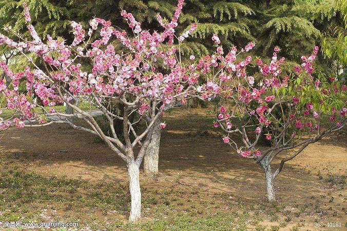 第三届中国 滁州华东苗木花卉交易博览会在