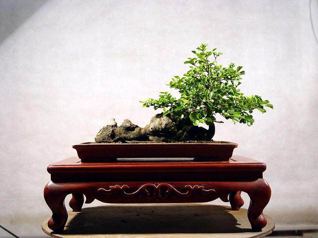 陕西省第六届盆景花卉赏石展览筹备会