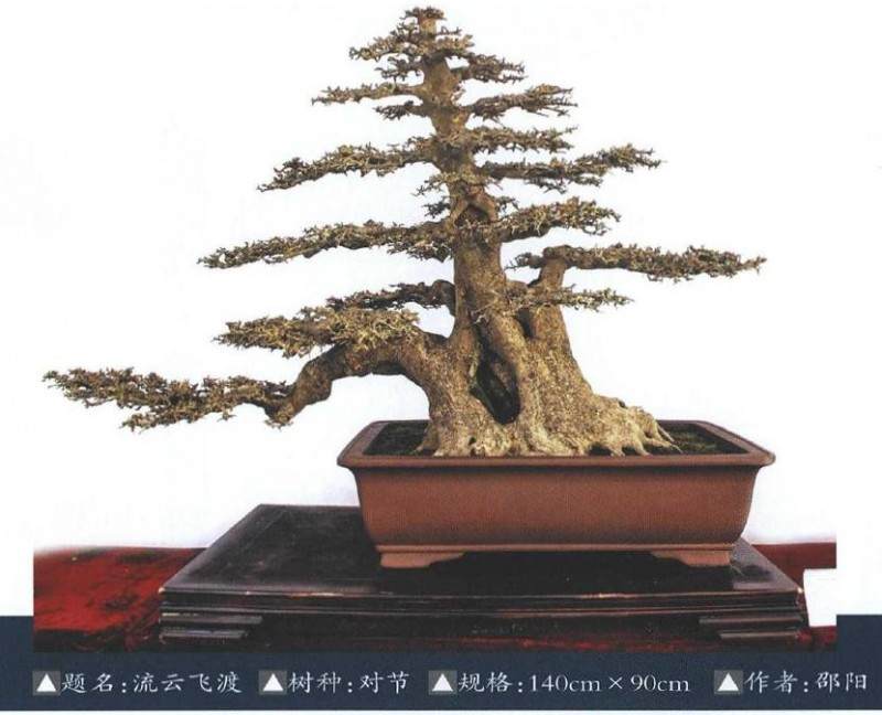 2019年北京世园会盆景国际竞赛湖北参展