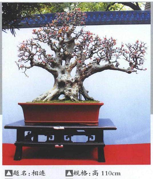 2019年 武汉市举办迎军运盆景艺术展