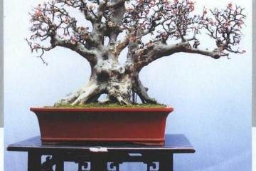 2019年 武汉市举办迎军运盆景艺术展