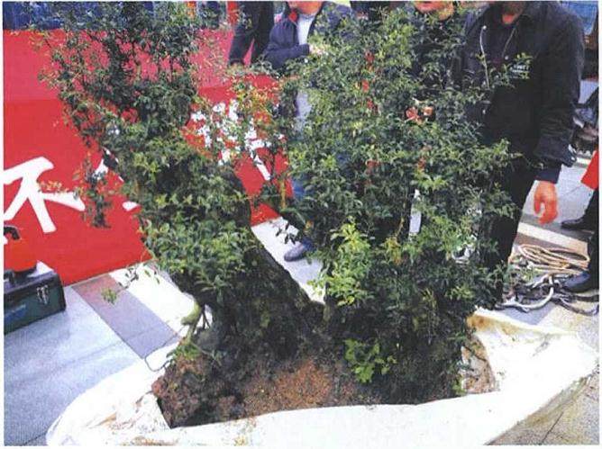 图解 雨林式金弹子盆景怎么制作的17个过程