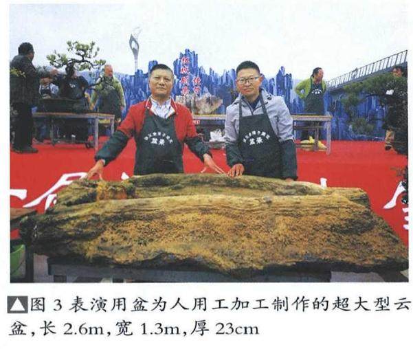 图解 雨林式金弹子盆景怎么制作的17个过程