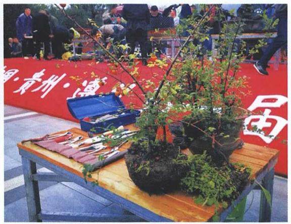 图解 雨林式金弹子盆景怎么制作的17个过程