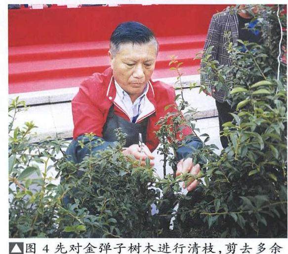 图解 雨林式金弹子盆景怎么制作的17个过程