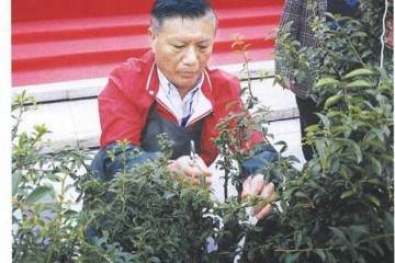 图解 雨林式金弹子盆景怎么制作的17个过程