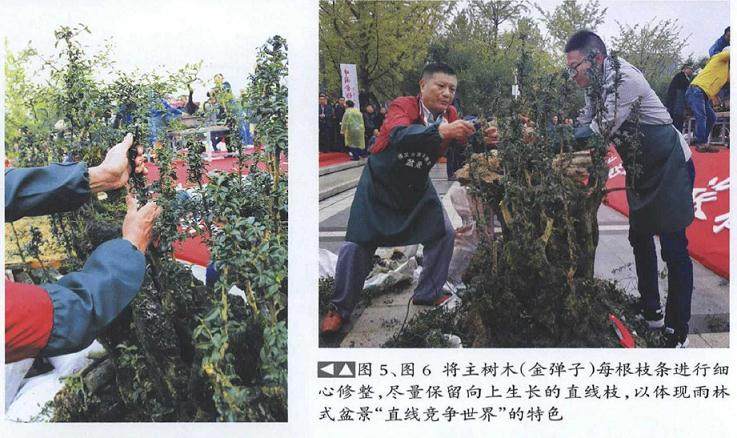 图解 雨林式金弹子盆景怎么制作的17个过程
