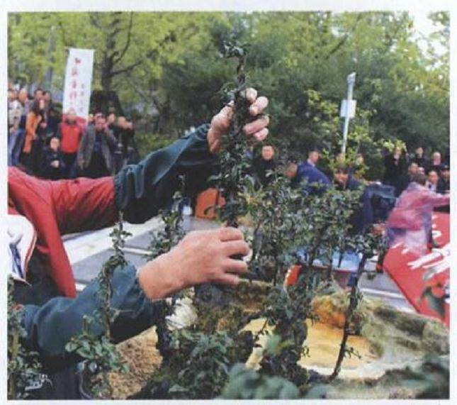 图解 雨林式金弹子盆景怎么制作的17个过程