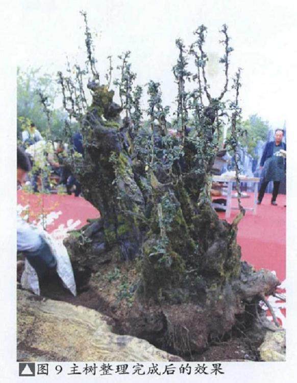 图解 雨林式金弹子盆景怎么制作的17个过程