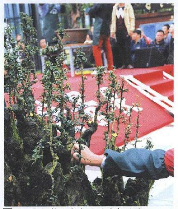 图解 雨林式金弹子盆景怎么制作的17个过程