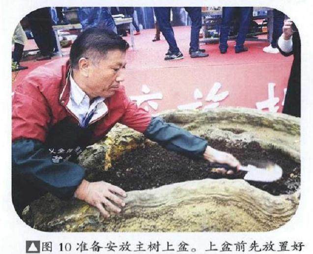 图解 雨林式金弹子盆景怎么制作的17个过程