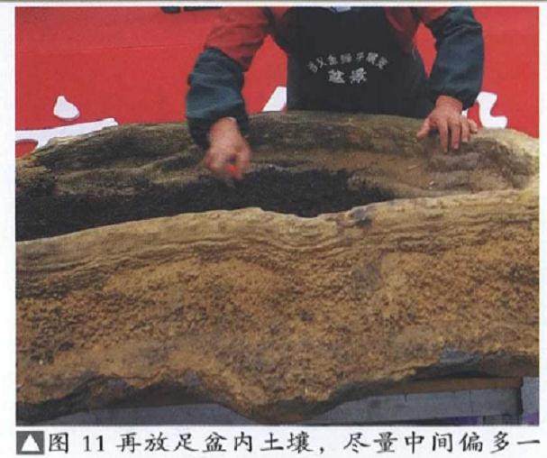 图解 雨林式金弹子盆景怎么制作的17个过程