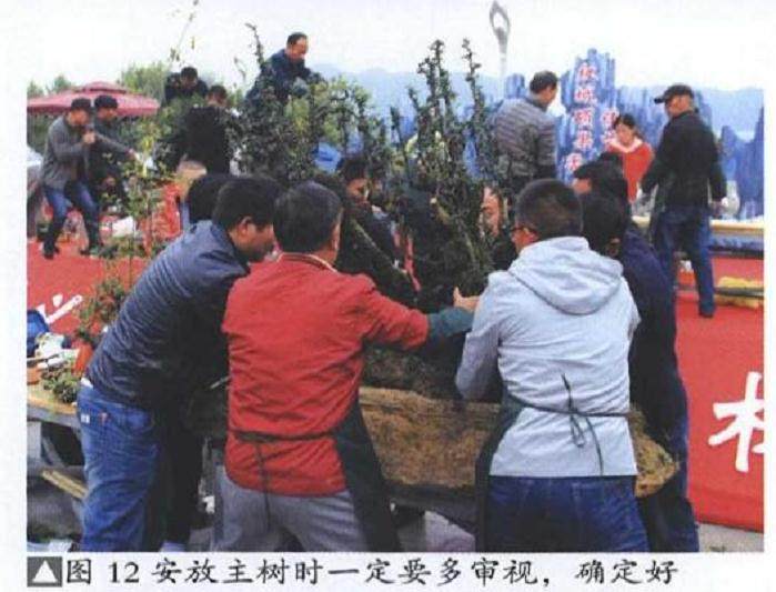 图解 雨林式金弹子盆景怎么制作的17个过程