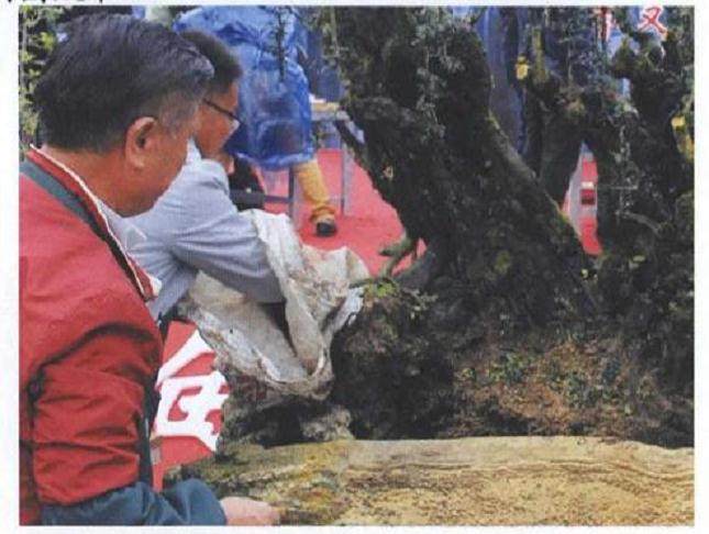 图解 雨林式金弹子盆景怎么制作的17个过程