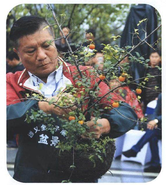 图解 雨林式金弹子盆景怎么制作的17个过程