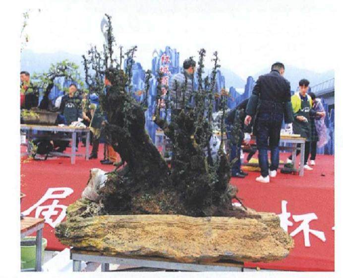 图解 雨林式金弹子盆景怎么制作的17个过程