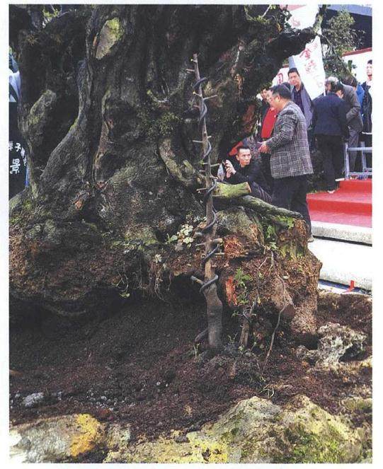 图解 雨林式金弹子盆景怎么制作的17个过程