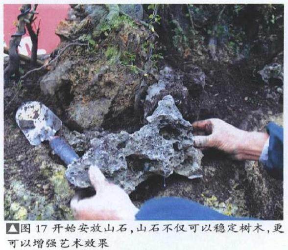 图解 雨林式金弹子盆景怎么制作的17个过程