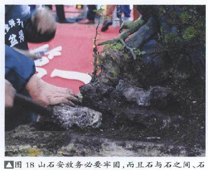 图解 雨林式金弹子盆景怎么制作的17个过程