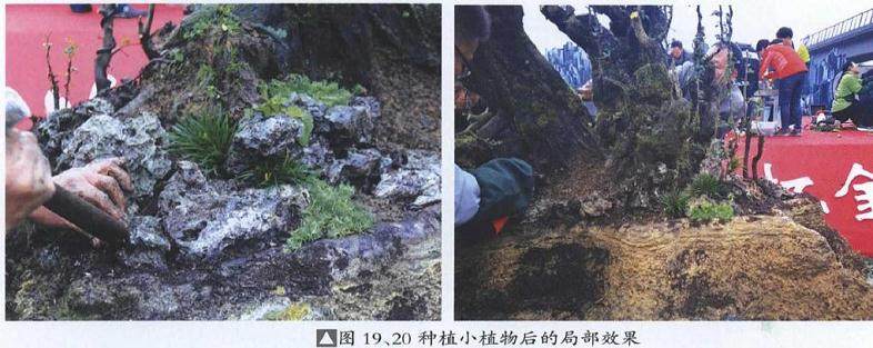 图解 雨林式金弹子盆景怎么制作的17个过程