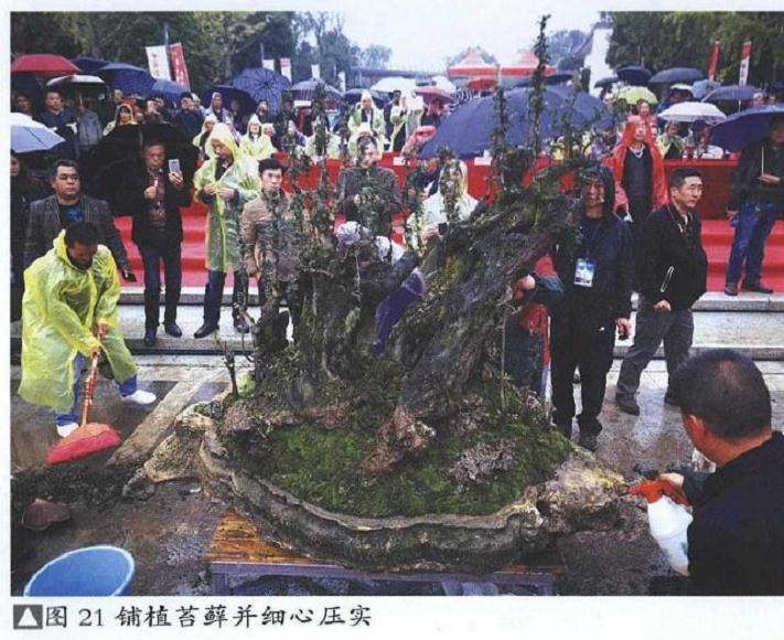 图解 雨林式金弹子盆景怎么制作的17个过程